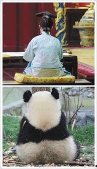 首席娱乐吃瓜群众,揭秘娱乐圈幕后风云